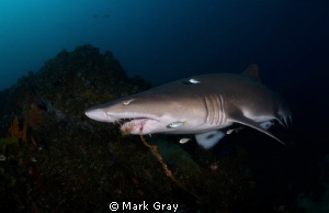 Grey Nurse Shark with Stainless long line hook by Mark Gray 